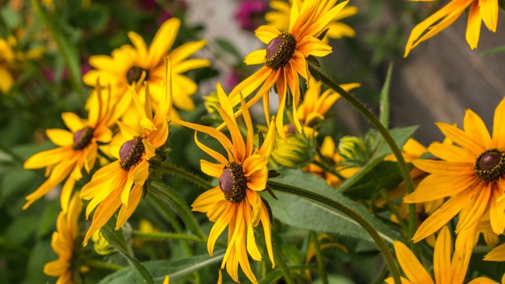 14 Perennials That Draw Bees to Your Garden Year After Year 2 Black eyed susan