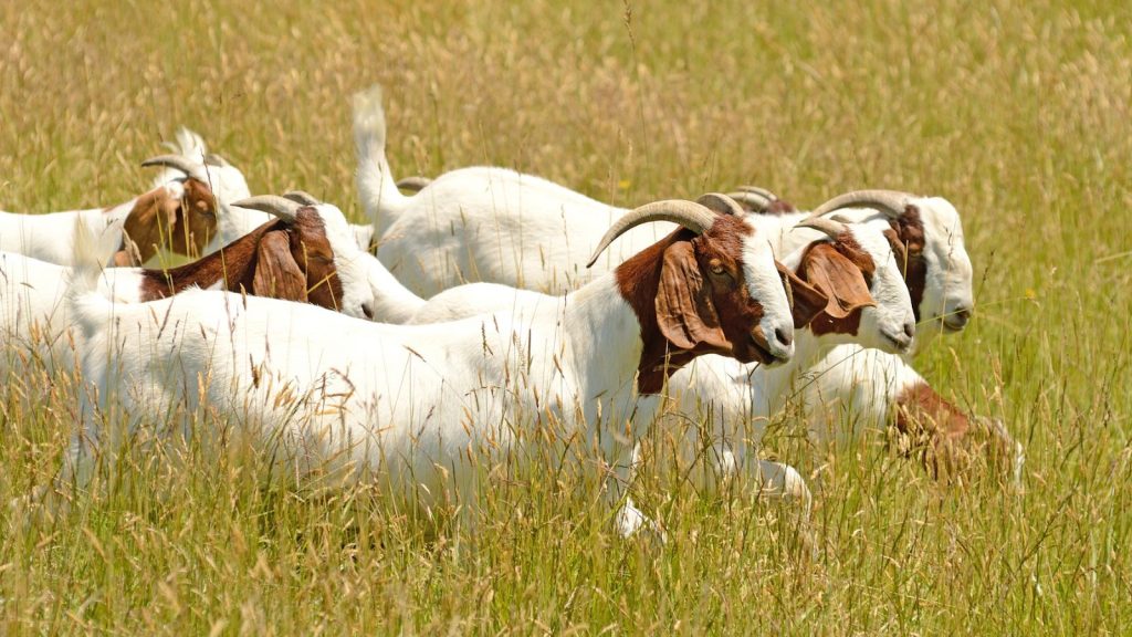 How to Raise Happy, Healthy Goats on Your Land 2 Boer goats