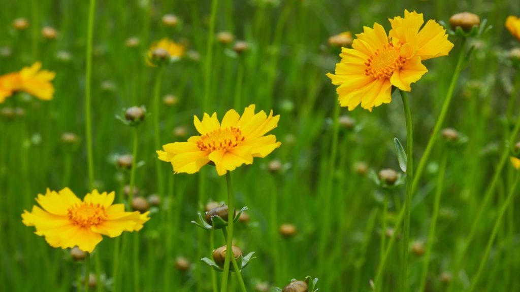 25 Self-Seeding Plants That Spread Naturally—You'll Never Have to Plant Them Again 10 Bright yellow flowers of Lance-leaved coreopsis