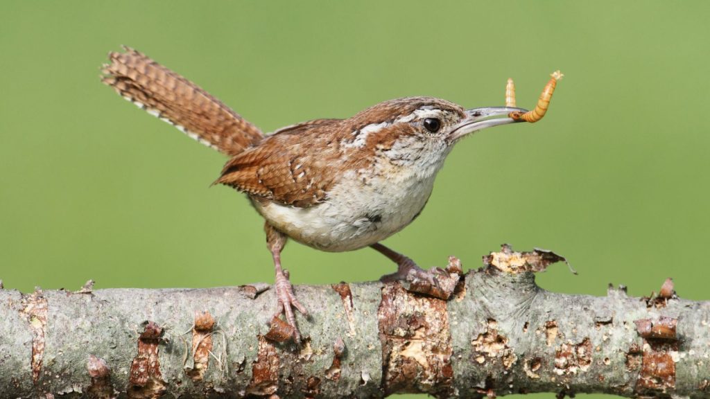 23 Stunning Birds You May See in Your Backyard 11 Carolina Wren