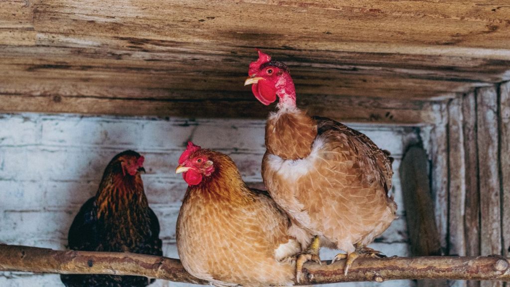 15 Things You’re Doing That Make Your Chickens Miserable 4 Chickens on a perch indoors