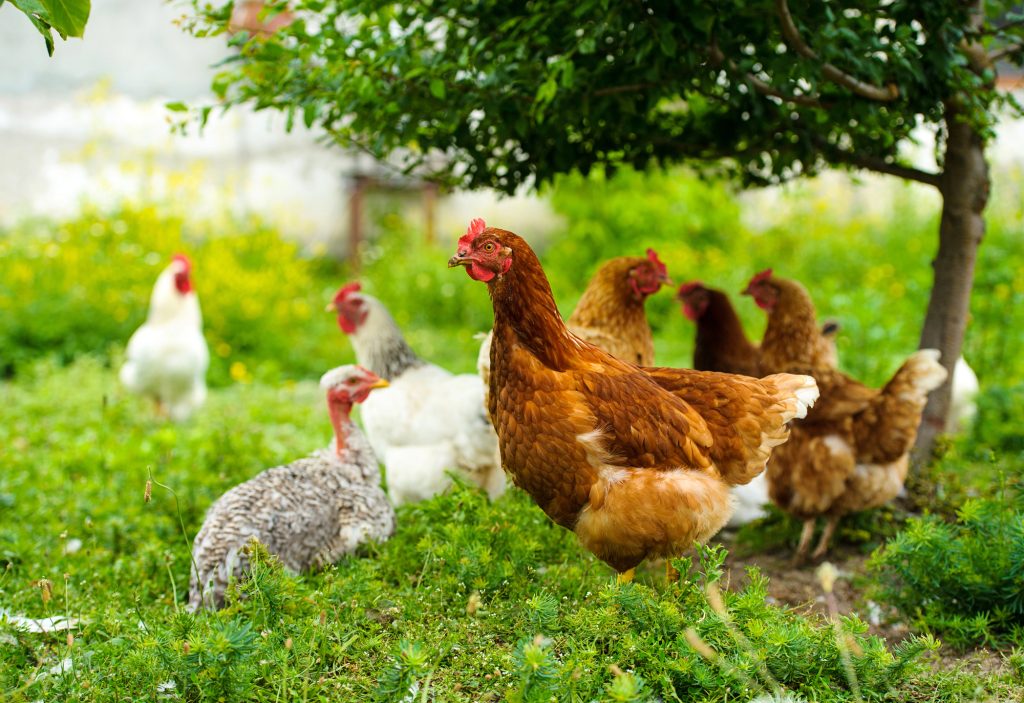 How To Raise Free Range Chickens In Your Backyard Backyard Chickens Coop How To Raise Free Range Chickens In Your Backyard Backyard Chickens Coop