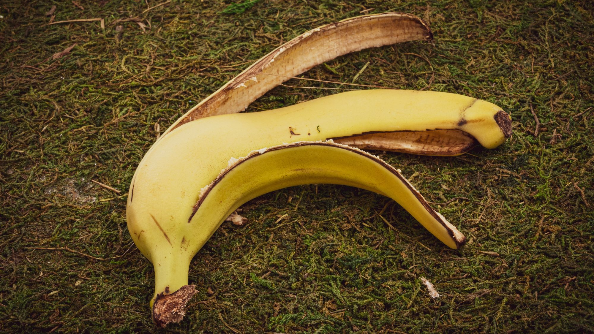 Cheap Perennials to Grow That Will Make Your Garden Pop 22 Depositphotos 542547510 L edited