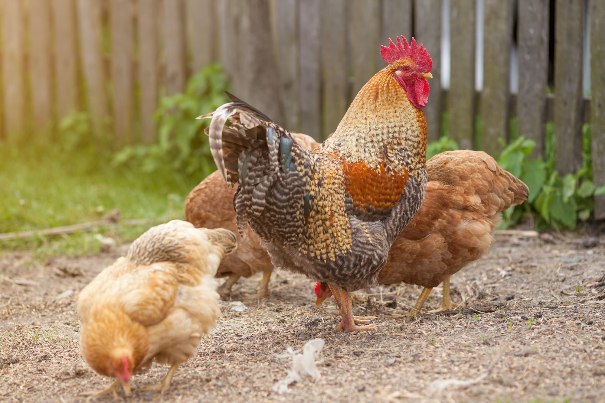 Do Chickens Pee or Urinate?