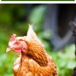 Emergency Chicken Feed What to Do When You Run Out of Feed (1)