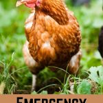 Emergency Chicken Feed What to Do When You Run Out of Feed