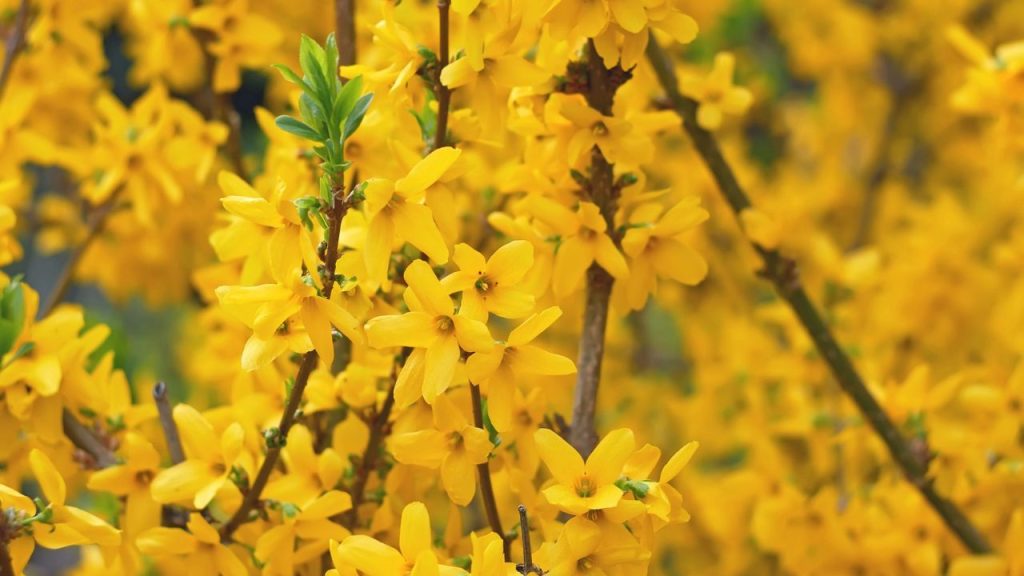14 Ground Covers and Shrubs for Erosion Control in Your Yard 4 Forsythia