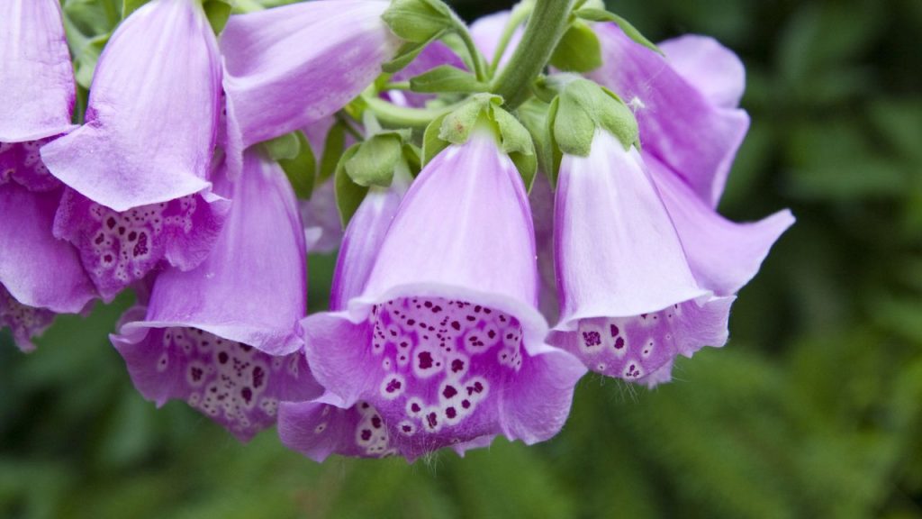 25 Self-Seeding Plants That Spread Naturally—You'll Never Have to Plant Them Again 8 Foxglove