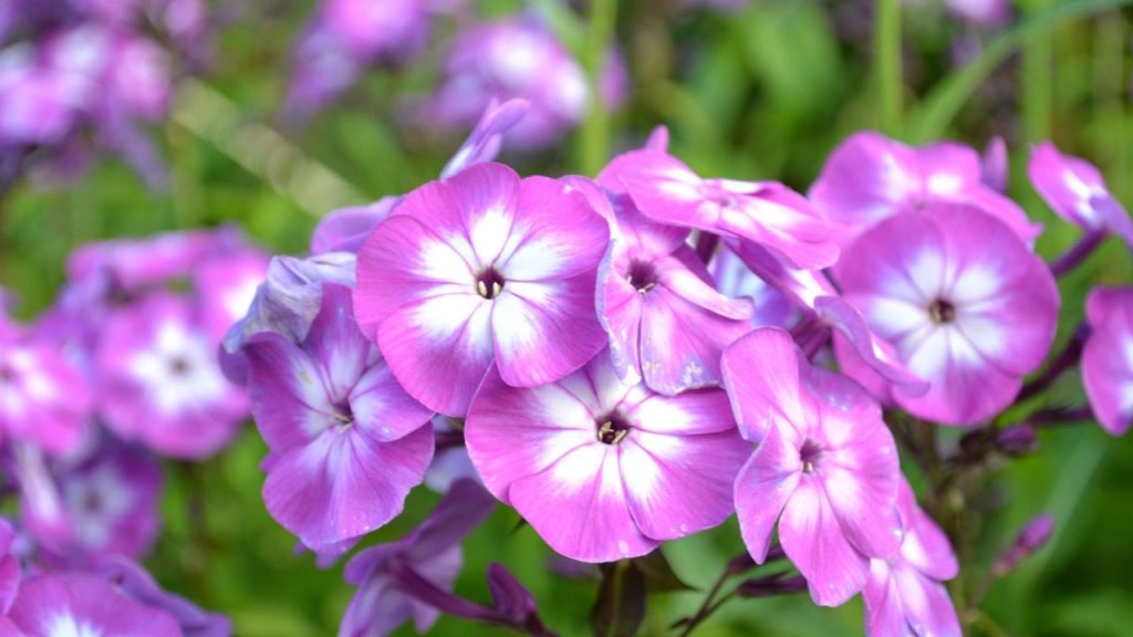 16 Long Flowering Perennials for a Garden That Never Stops Blooming 14 Garden Phlox