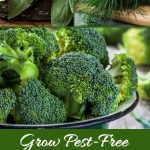 Grow Pest-Free Broccoli by Planting These 12 Companion Plants Nearby