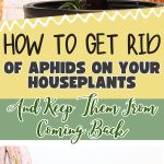 How to Get Rid of Aphids on Your Houseplants—And Keep Them From Coming Back