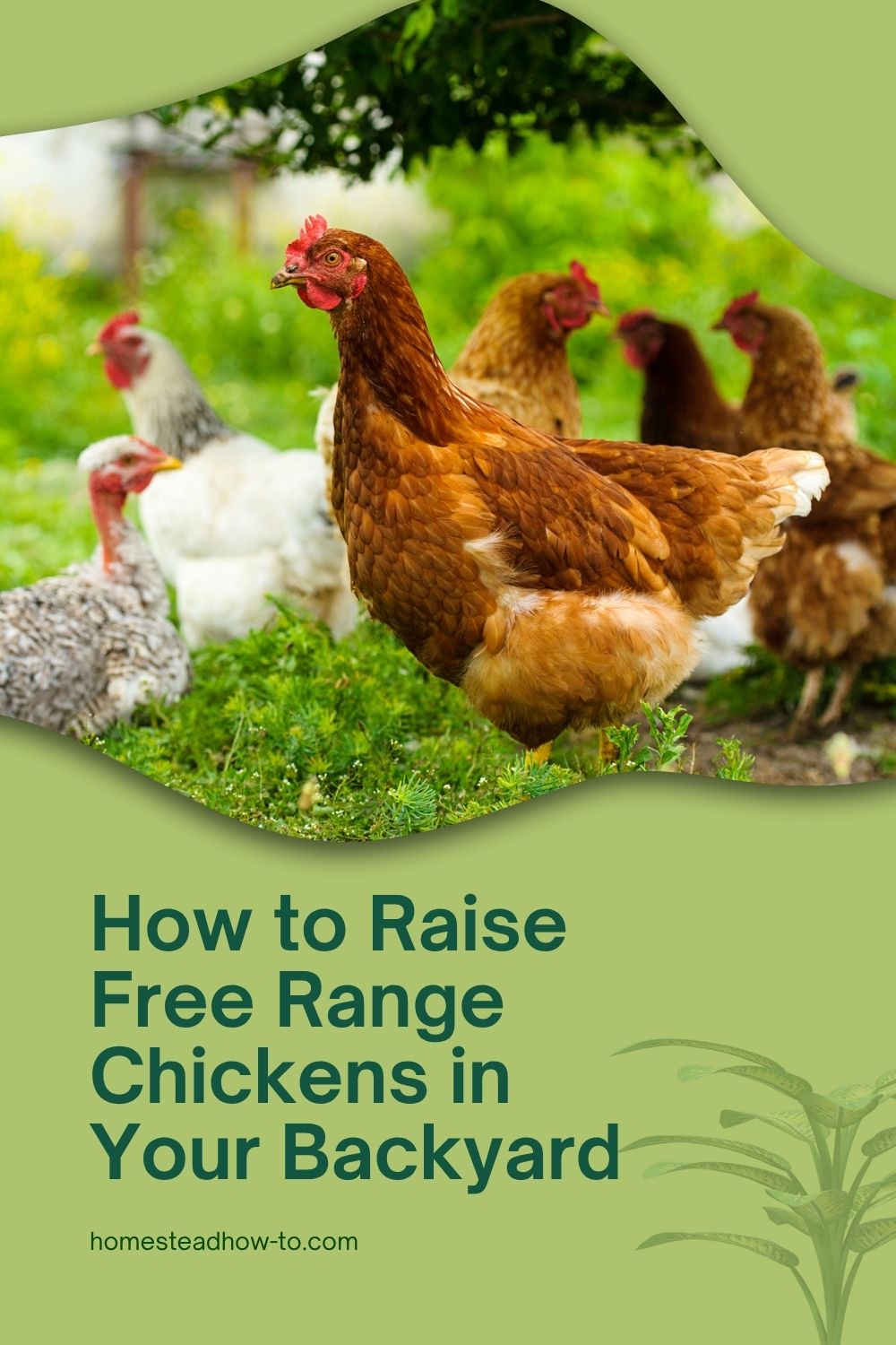 How To Raise Free Range Chickens In Your Backyard