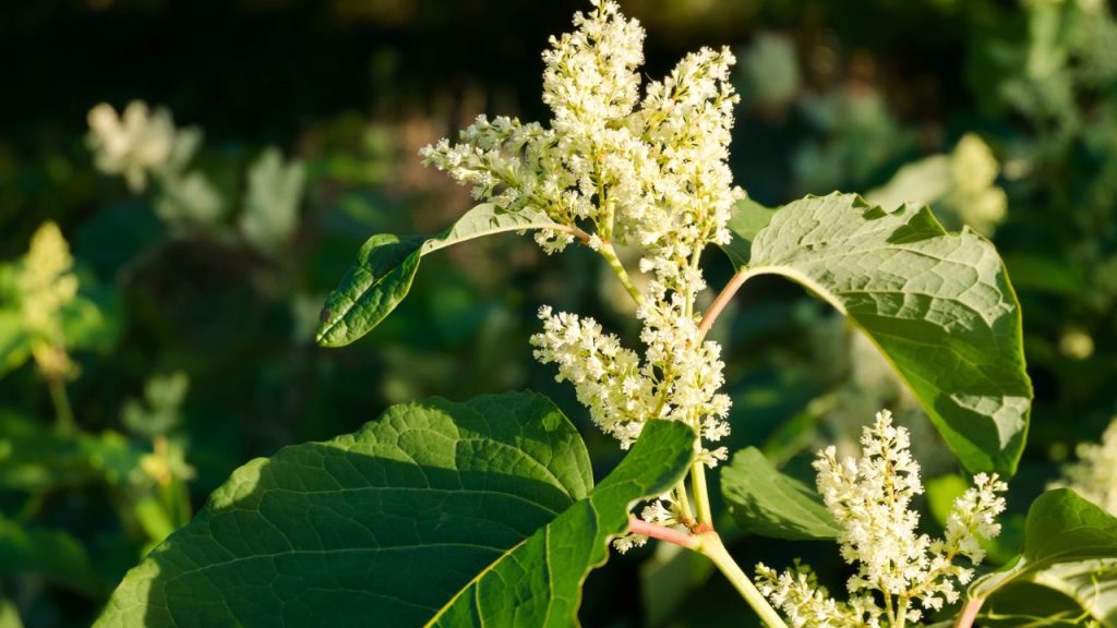15 Plants People Wish They Had Never Grown in Their Yards 4 Japanese Knotweed (Fallopia Japonica)