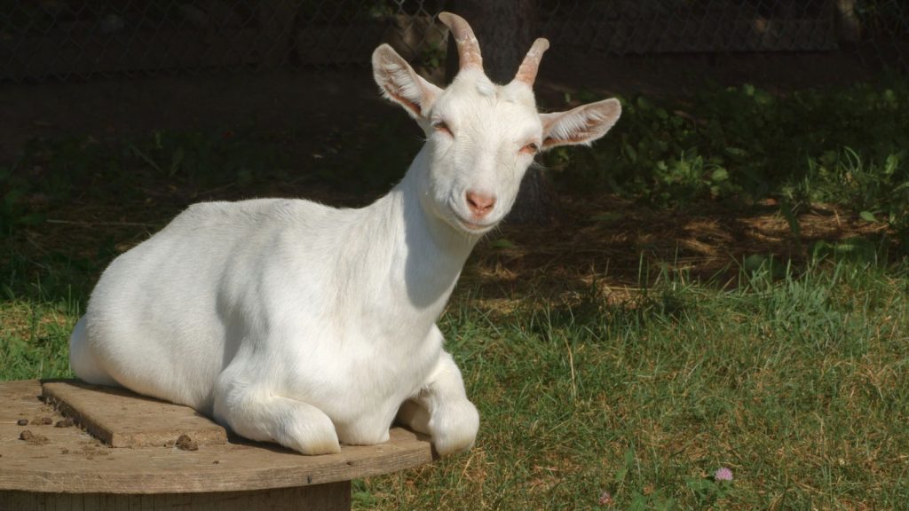 How to Raise Happy, Healthy Goats on Your Land 17 Kiko goats
