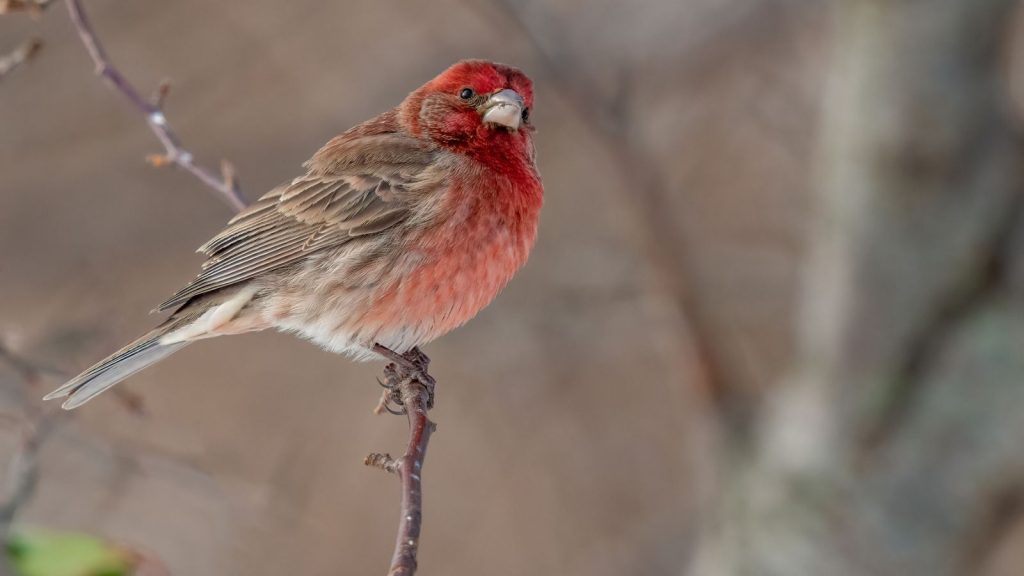 15 Red Birds That Will Captivate Your Garden 4 Male House Finch