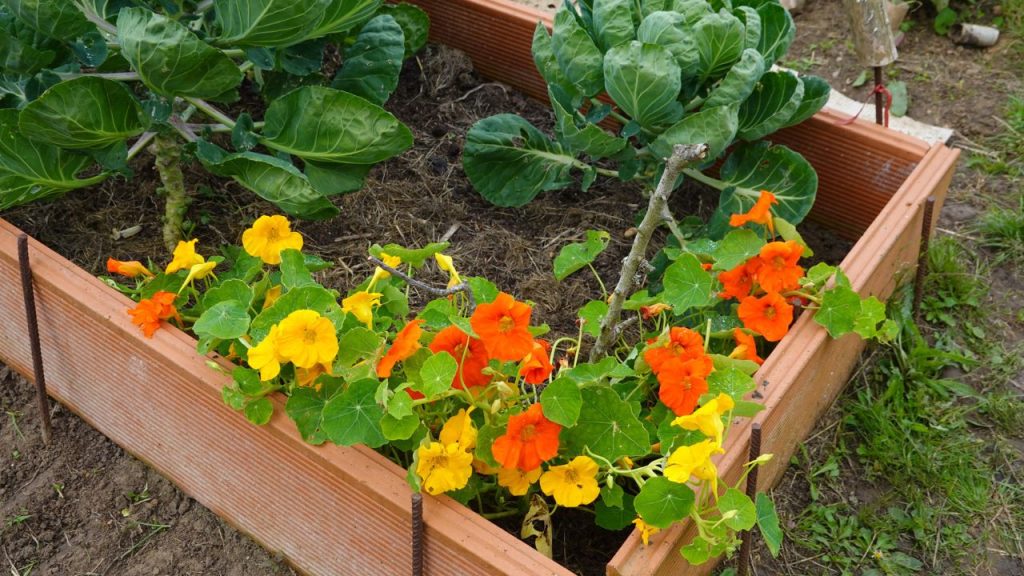 How to Stop Squirrels From Eating Your Plants 14 Nasturtiums in garden bed