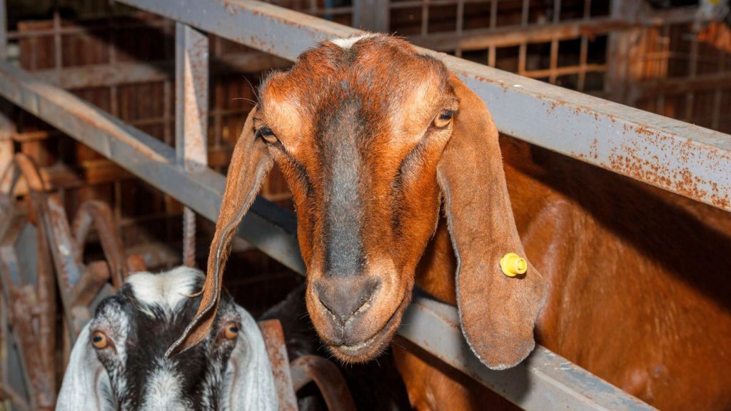 How to Raise Happy, Healthy Goats on Your Land 11 Nubian goats
