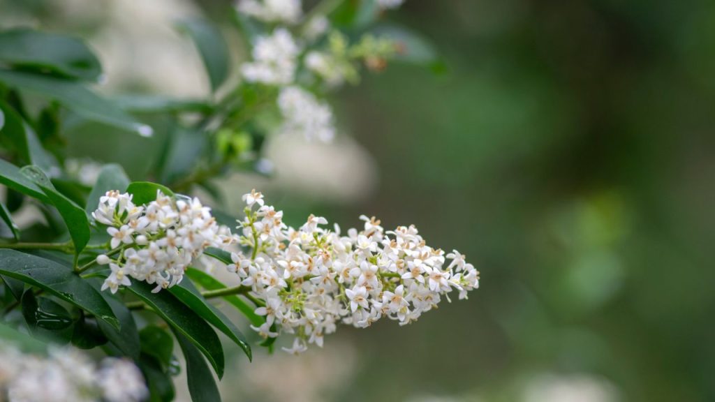 22 Perennials That Will Take Over Your Garden (And Not in a Good Way) 16 Privet Ligustrum