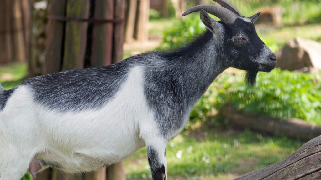 How to Raise Happy, Healthy Goats on Your Land 12 Pygmy goat Capra hircus