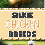 Silkie Chicken Breeds