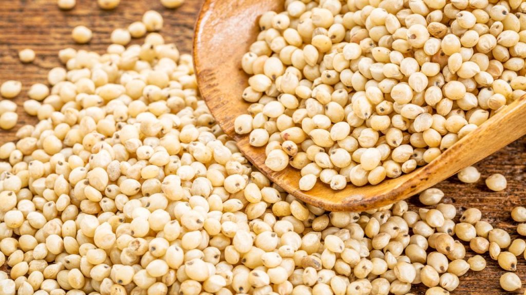 15 Survival Plants You Can Grind Into Flour 13 Sorghum GrainSorghum Grain b