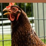 The Secret to Cheap, Fresh Eggs Raising Your Own Backyard Chickens Pin