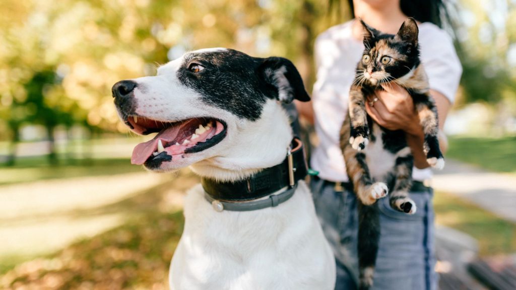 15 Farm Animals That Make Great Pets 12 a woman pet owner with a dog and a cat outdoors