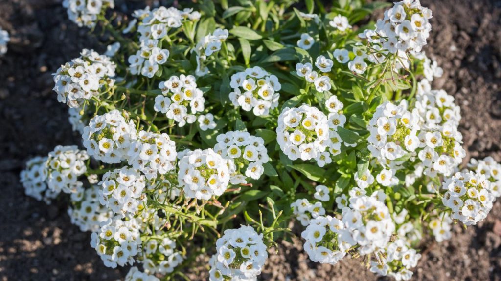 20 Annuals That Reseed Themselves to Color Your Garden Year After Year 5 alyssum
