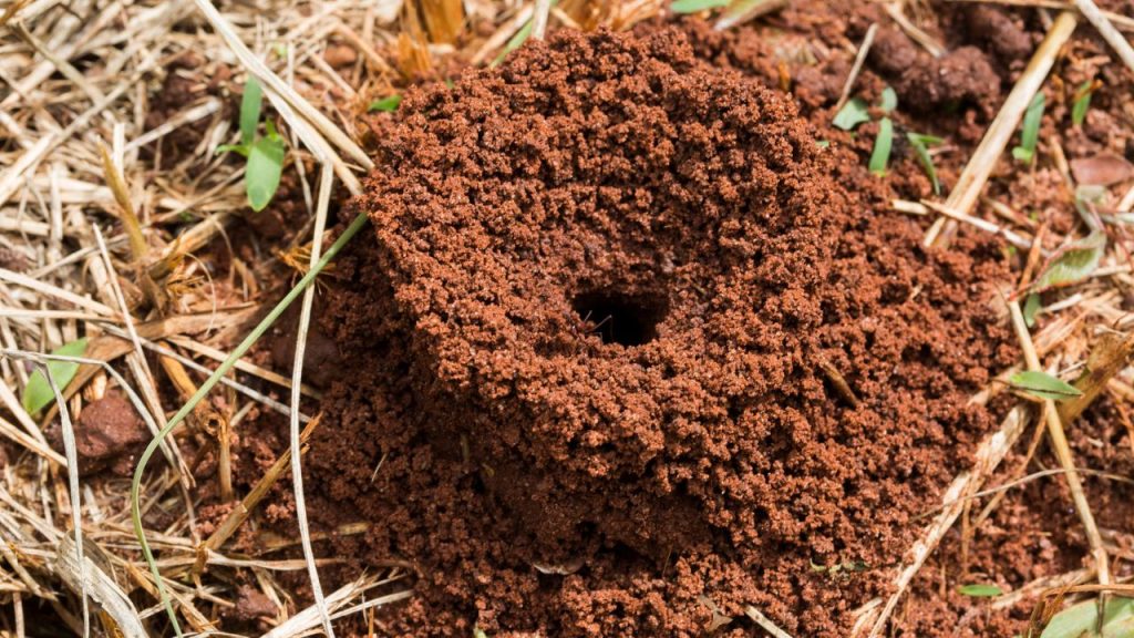 Repel Ants Naturally With This Common Household Ingredient 8 ant bed ants nest