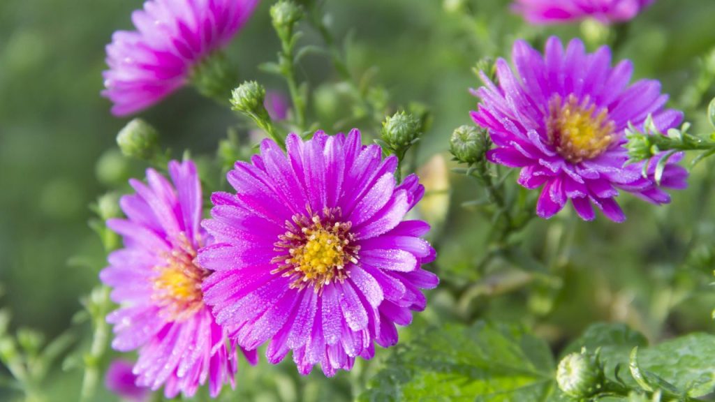 A Dozen Nutritious Herbs to Keep Your Chickens Happy and Healthy 15 aster