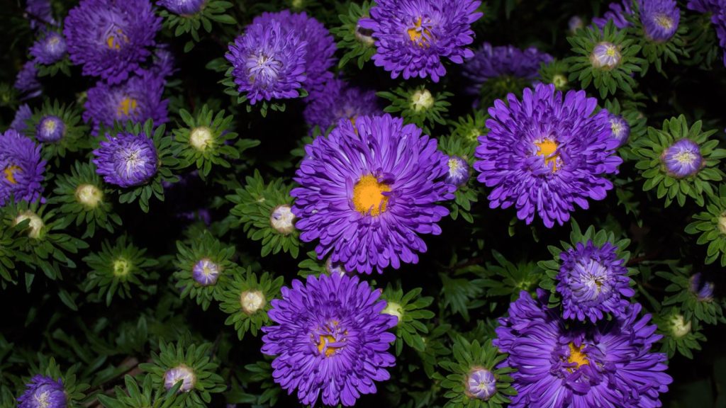 14 Filler Plants to Add Depth and Dimension to Sparse Flowerbeds 12 aster plant