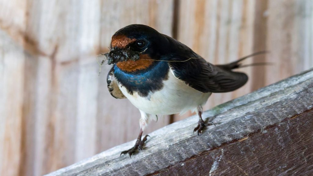 16 Survival Foods You Can Eat in the Wild To Keep You Alive 13 barn swallow with nesting material