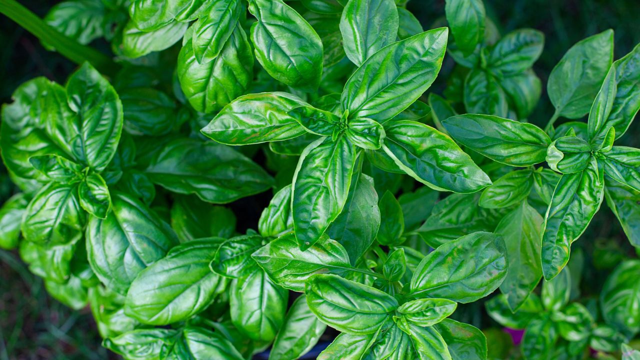 These Insanely Helpful Garden Plants Keep the Mosquitoes Away 17 basil