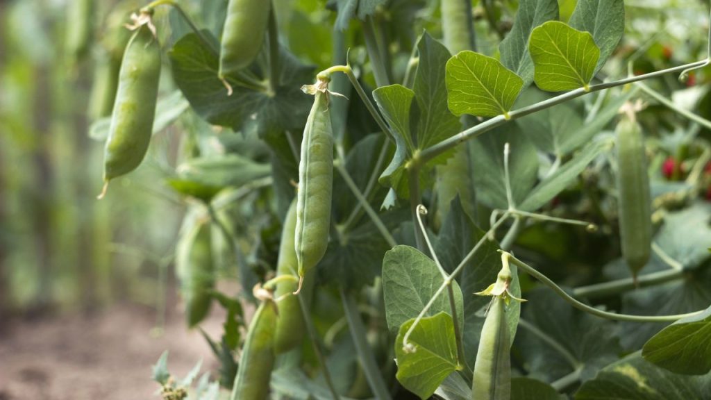 How to Grow Enough Food to Last a Year 16 beans
