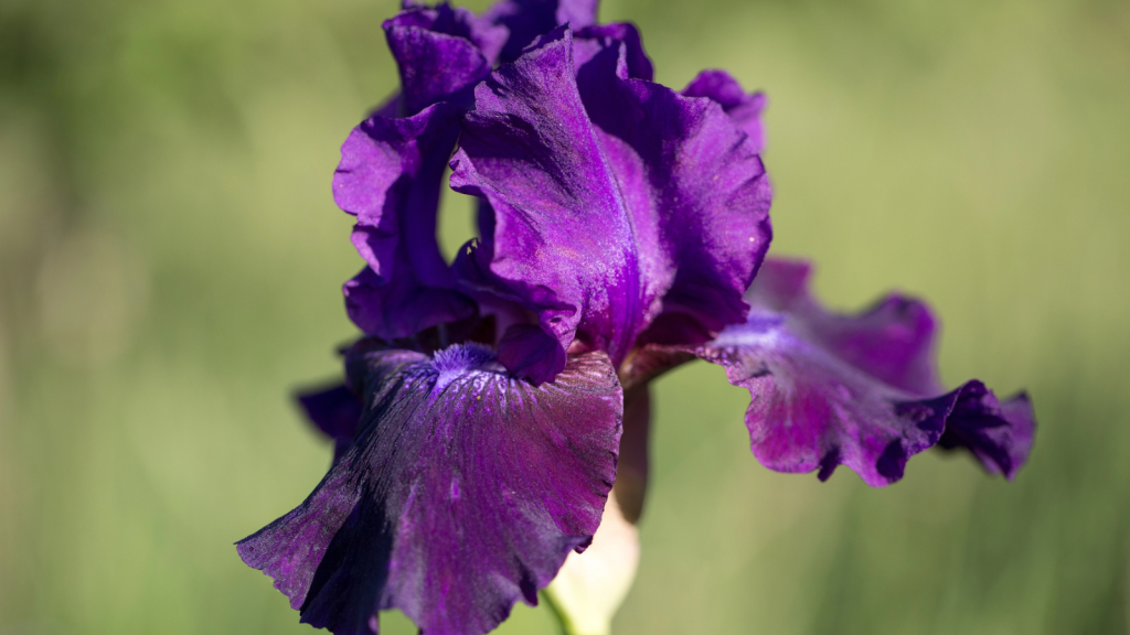 I Planted These Perennials Once and They’ve Come Back Beautifully Every Year 6 bearded iris