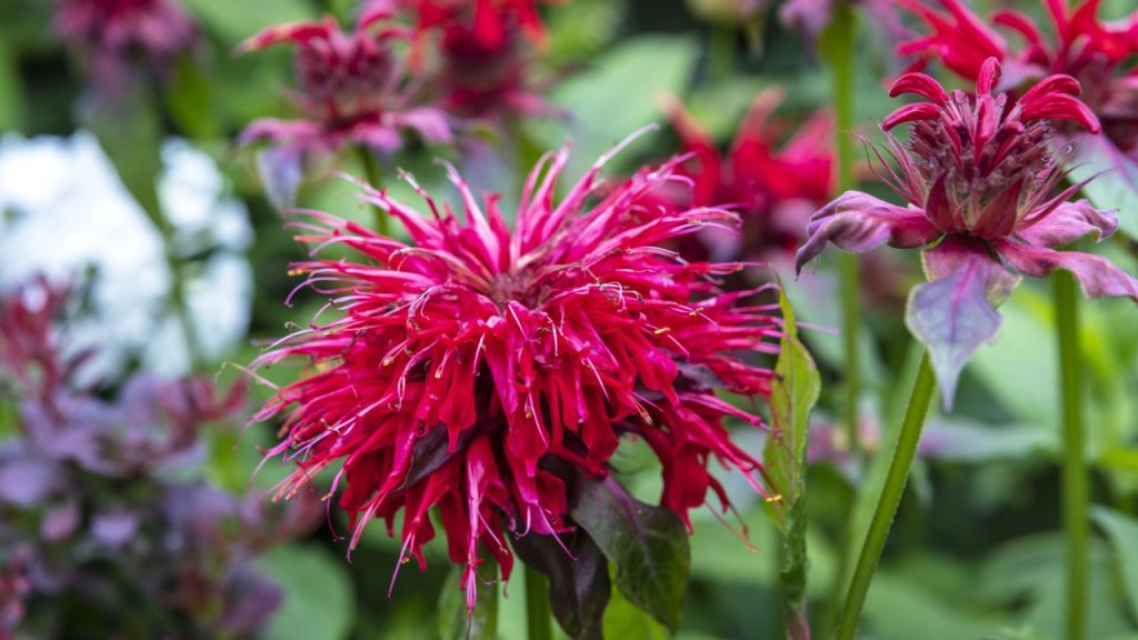 25 Self-Seeding Plants That Spread Naturally—You'll Never Have to Plant Them Again 3 bee balm plant