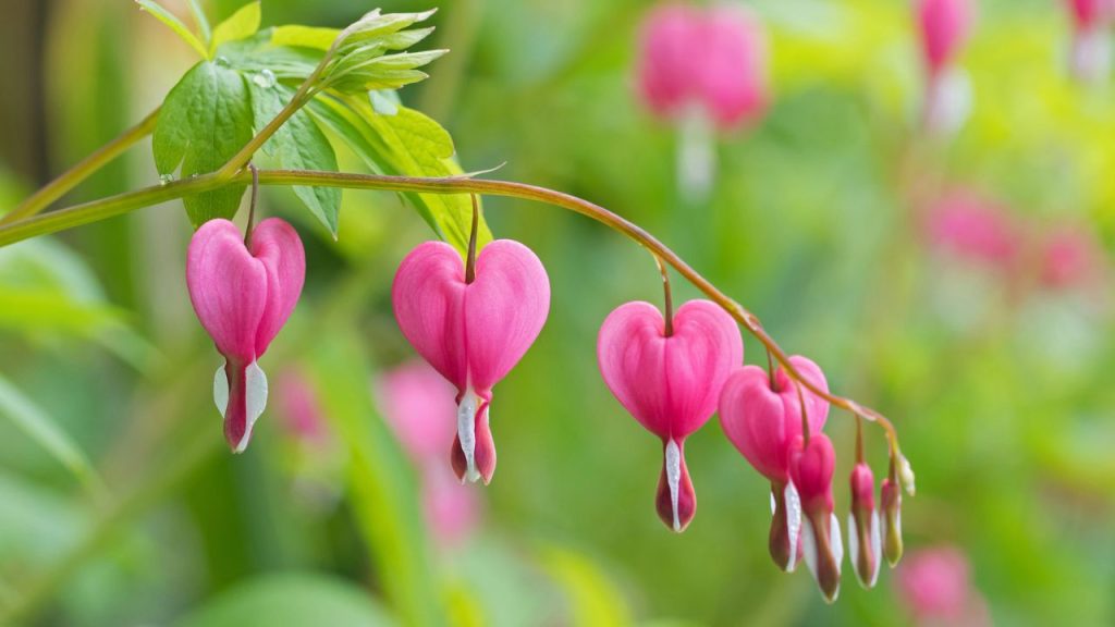 20 Nostalgic Flowers Grandma Grew That Bring Back Sweet Memories 7 bleeding heart pink and white
