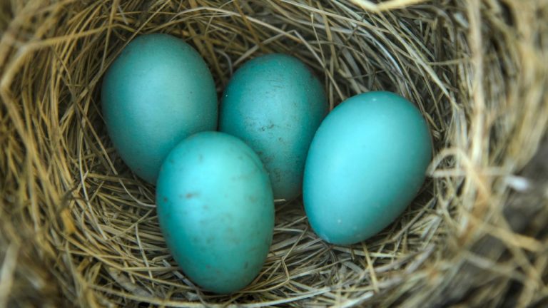 11 Chicken Breeds That Lay Beautiful Blue Eggs