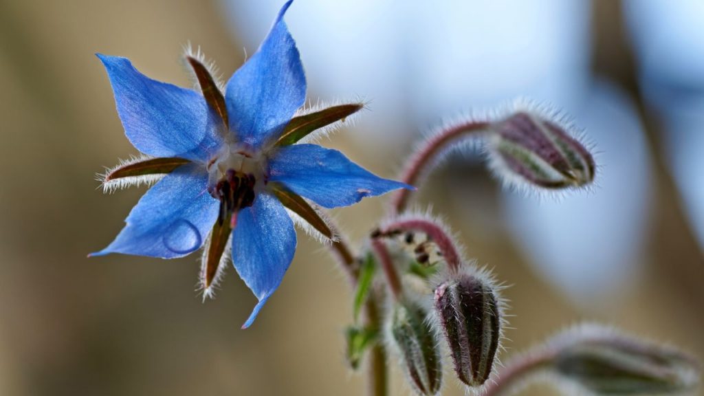 20 Annuals That Reseed Themselves to Color Your Garden Year After Year 20 borage