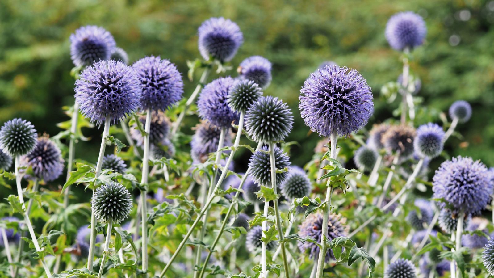 7 Flowers With Perfectly Round, Ball-Shaped Blooms