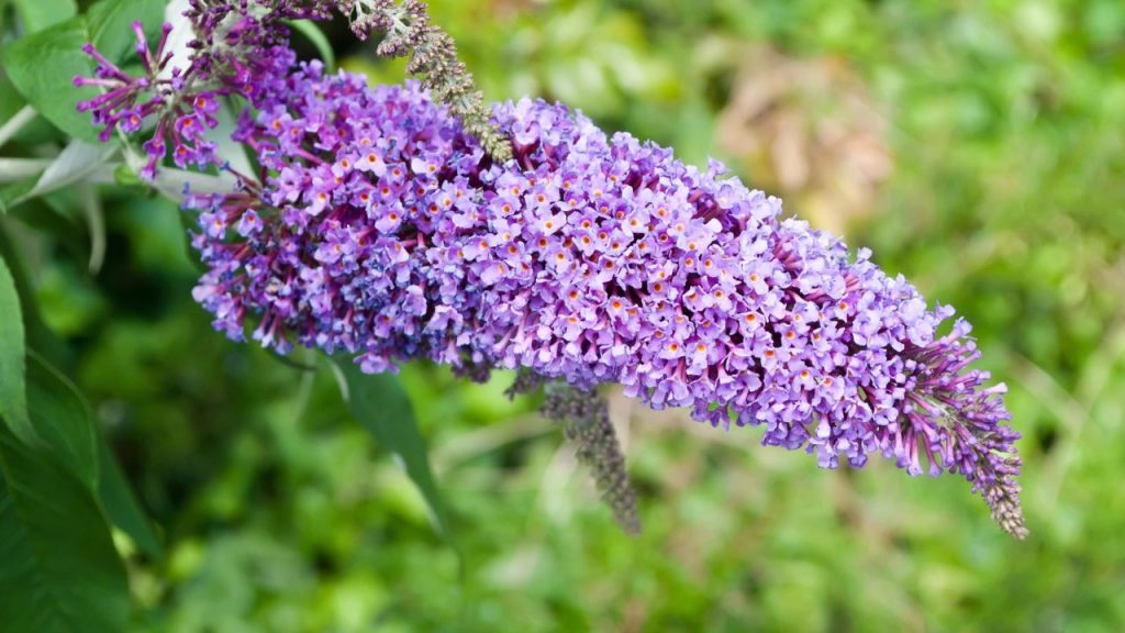 22 Perennials That Will Take Over Your Garden (And Not in a Good Way) 13 butterfly bush