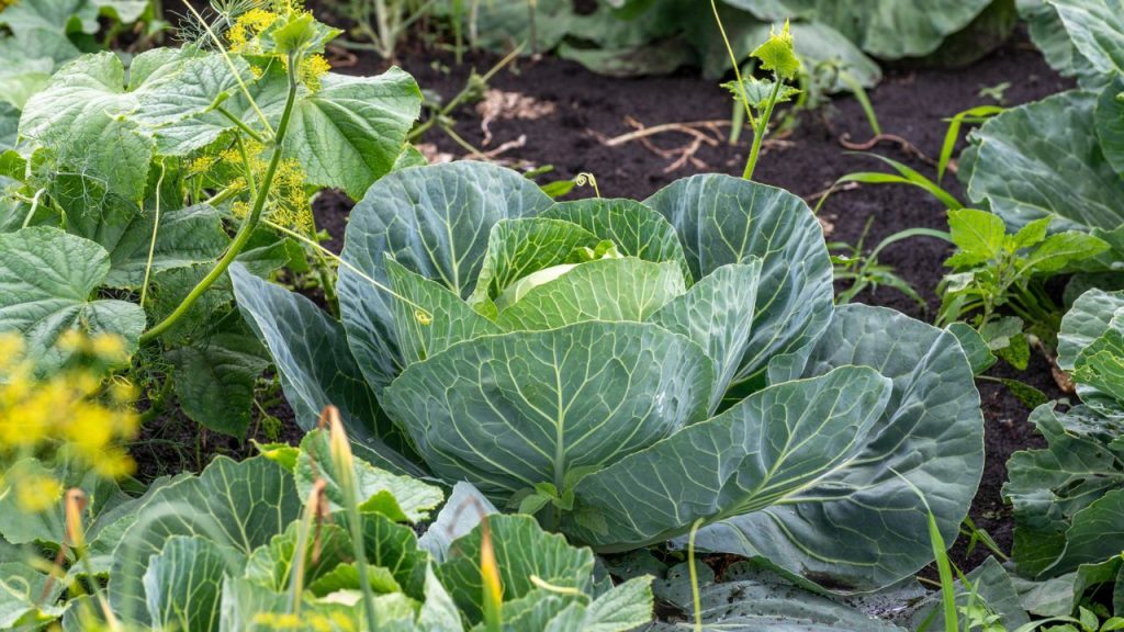 Here's What Really Works to Get Rid of Harlequin Bugs 11 cabbage