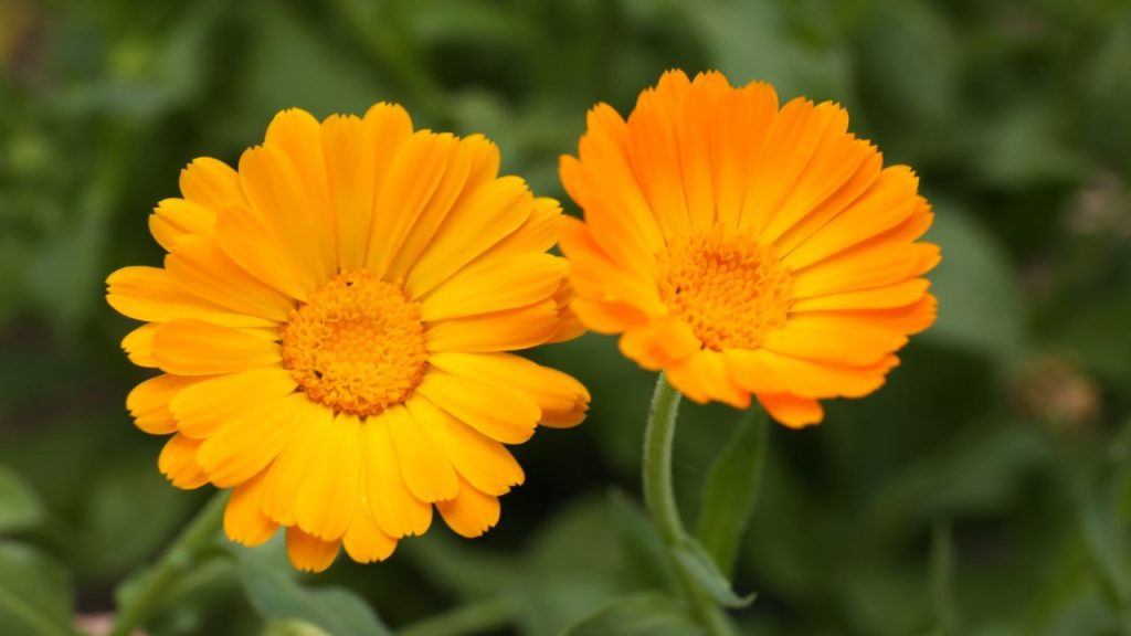 14 Colorful Plants That Can Be Used as Natural Dyes 10 calendula yellow