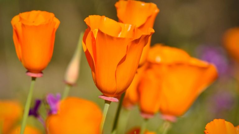 25 Self-Seeding Plants That Keep Your Garden Blooming Without Replanting