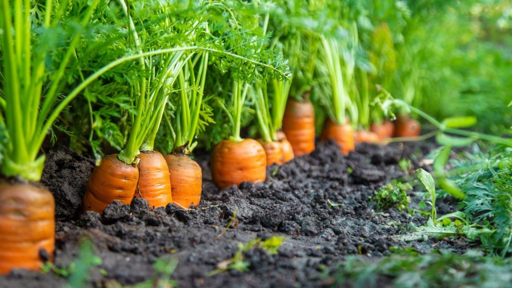 Grow Juicier Melons with These Cantaloupe Companion Plants 17 carrots growing in a field