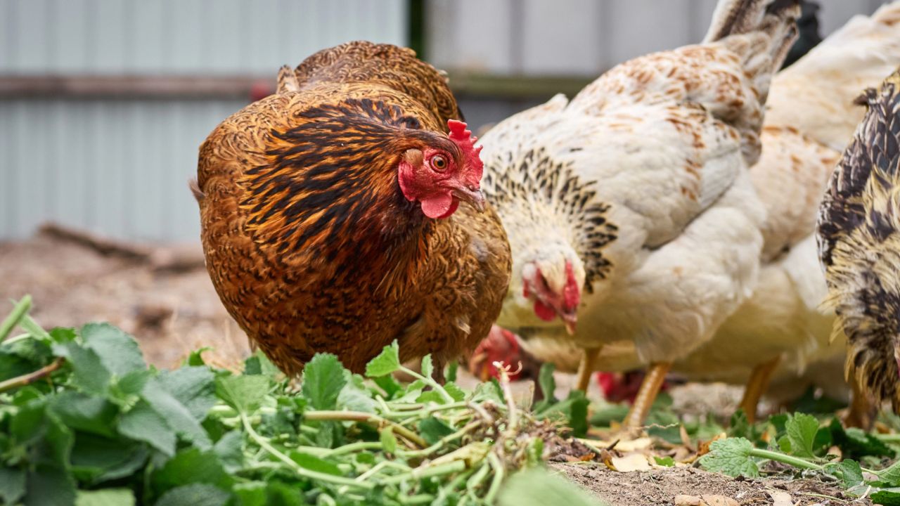 How To Raise Free Range Chickens In Your Backyard