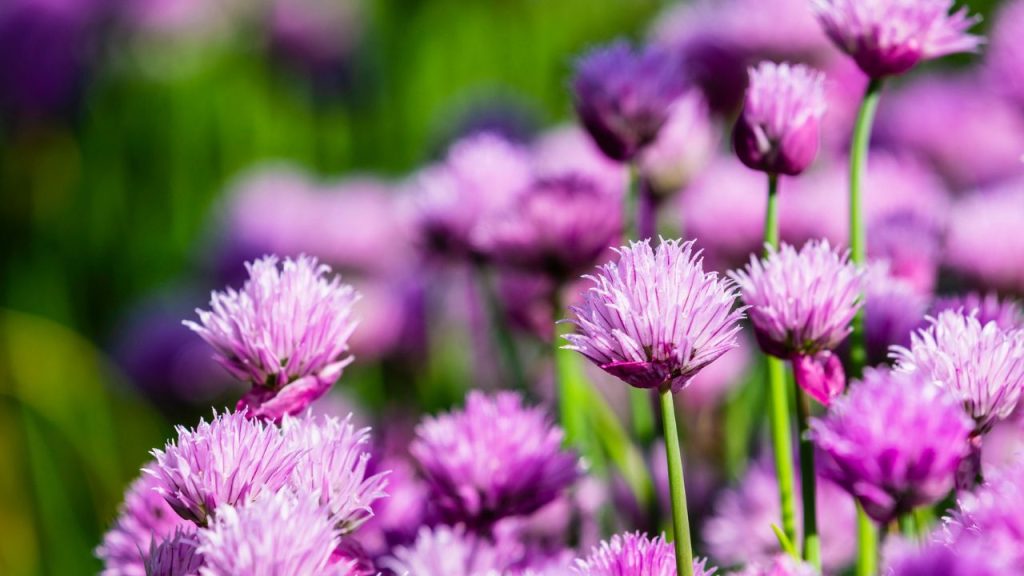 Cheap Perennials to Grow That Will Make Your Garden Pop 17 chives in the garden