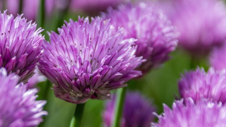 21 Plants That Draw Ladybugs to Your Garden—and Help Keep Pests Away