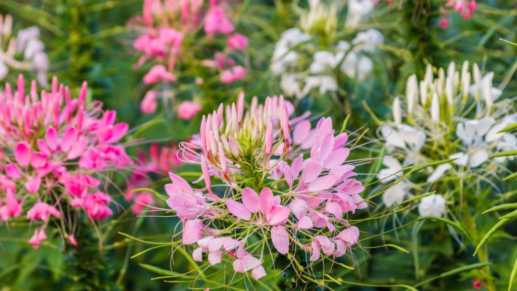 20 Annuals That Reseed Themselves to Color Your Garden Year After Year 2 cleome plant