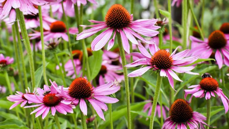 16 Long Flowering Perennials For A Garden That Never Stops Blooming